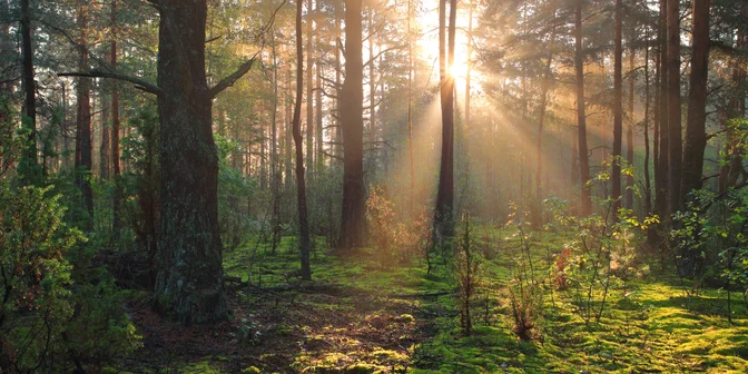 Sunday Story: The Forest Beneath the Microscope