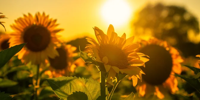 Sunday Story: The Sunflower and The Wall