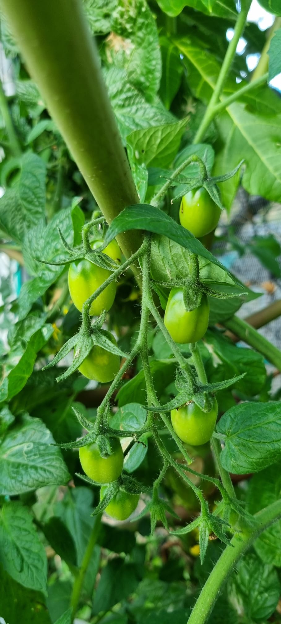 Balcony Harvest